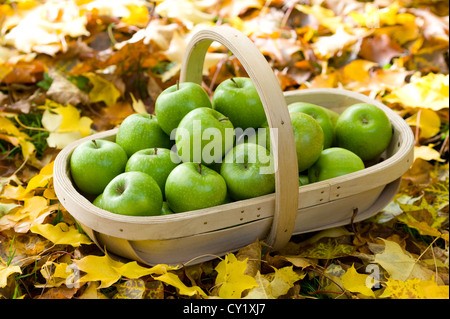 Fresche mele verdi raccolti in un trug in autunno o cadono Foto Stock