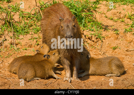 Capibara (Hydrochaeris hydrochaeris) , madre con giovani assistenza infermieristica Foto Stock