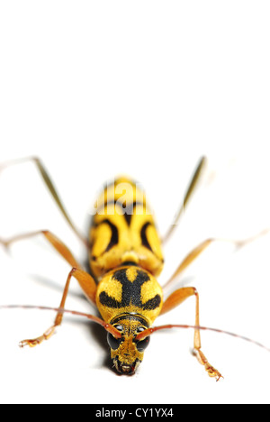 Bug di giallo con motivo unico su di essa il corpo Foto Stock