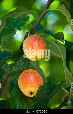 Due mele appeso a un albero in luce ombreggiata Foto Stock