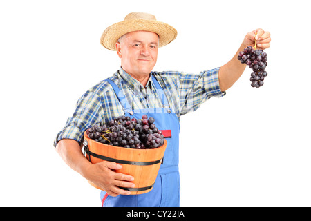 Un vignaiolo tenendo un cesto pieno di blu uva da vino isolato su sfondo bianco Foto Stock