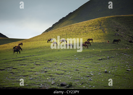 Allevamento di cavalli che pascolano in luogo di montagna Foto Stock