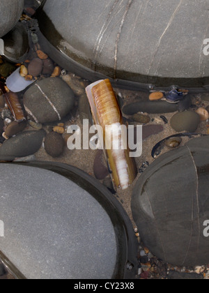 Pod Razorshell, Ensis siliqua in un rockpool, Condino, Devon, Regno Unito Foto Stock