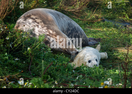 Atlantico guarnizione grigio madre e pup (Halichoerus grypus) Foto Stock