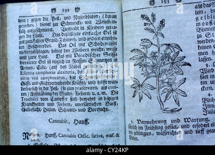 "Botanicus' vecchio libro da Curioser. Pagina sulla pianta di cannabis. Foto Stock