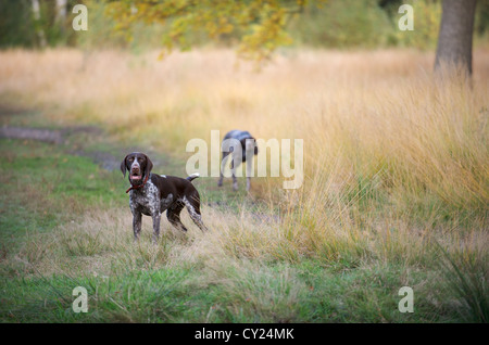 Due tedesche Shorthaired puntatori di pattuglia Foto Stock