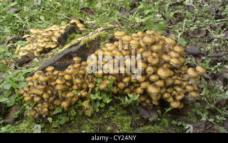 Armillária méllea mushroom - i funghi di bush nel campo Foto Stock