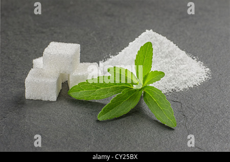 Foglie di Stevia con polvere di stevia e cubetti di zucchero su una piastra di ardesia Foto Stock