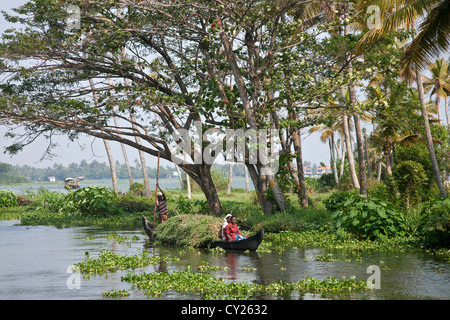Gli agricoltori la navigazione le lagune. Il Kerala. India Foto Stock