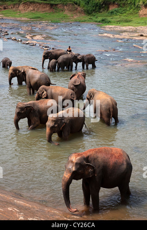 Gli elefanti da Pinnawalla l'Orfanotrofio degli Elefanti, Sri Lanka, essendo lavato e rinfrescati in fiume Foto Stock