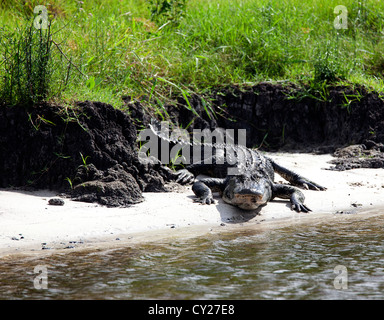 Il coccodrillo americano sulla St John's river in Florida USA Foto Stock