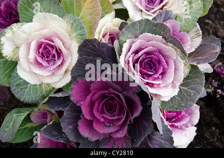 Rosso e bianco cavolo decorativo, Brassica oleracea var. acephala, in Giappone Foto Stock