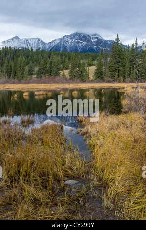 Marsh nel Parco di Jasper, Canada Foto Stock