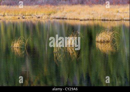 Marsh nel Parco di Jasper, Canada Foto Stock