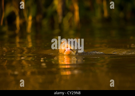 Lontra gigante (Pteronura brasiliensis) Foto Stock