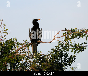 Anhinga (Anhinga anhinga) presso le boccole della Venezia Rookery nella Florida Centrale, America, STATI UNITI D'AMERICA Foto Stock