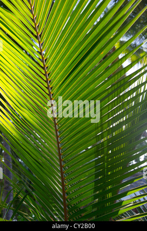 Close up Palm tree lascia ai tropici Foto Stock