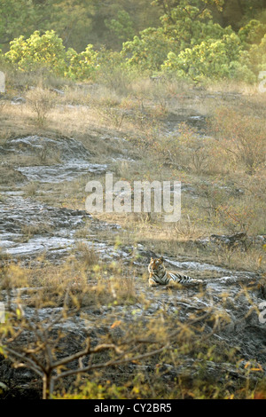 Tigre del Bengala (Panthera tigris) Foto Stock