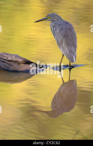 Indian pond heron (Ardeola grayii) in Bandhavgarh National Park, Madhya Pradesh, India Foto Stock
