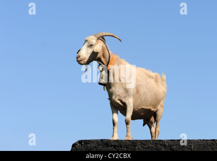 Una capra femmina con una campana su un collare. Asturias, Spagna. Foto Stock