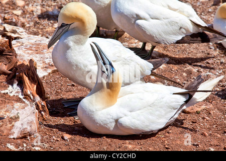 Northern Gannet (Morus bassanus) allevamento colonia è un ambiente protetto sulla Bonaventure Island, Gaspe,Quebec, Canada. Foto Stock