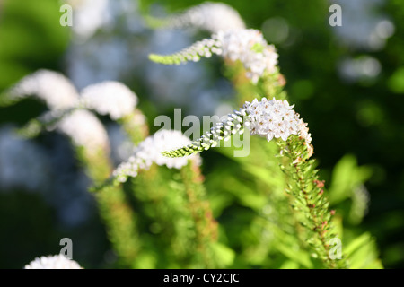 Lysimachia clethroides o a collo di cigno fiore, un giardino perenne preferito. Foto Stock