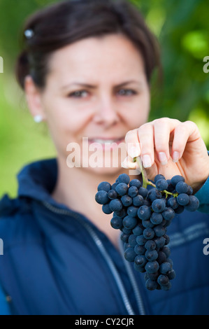 La donna che mostra raccolte fresca uva rossa durante la vendemmia Foto Stock