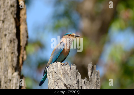 Rullo indiano (Coracias benghalensis) in Bandhavgarh National Park, Madhya Pradesh, India Foto Stock