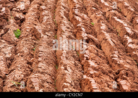 Arato di fresco dell'agricoltore campo. Foto Stock