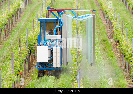 Spruzzare i vitigni in vigna con una catena speciale trattore Foto Stock