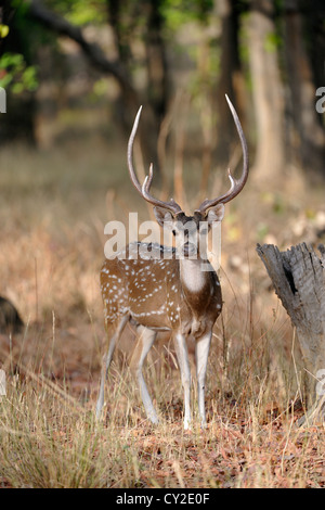 Maschio di cervo Chital (asse asse) in Bandhavgarh National Park, Madhya Pradesh, India Foto Stock