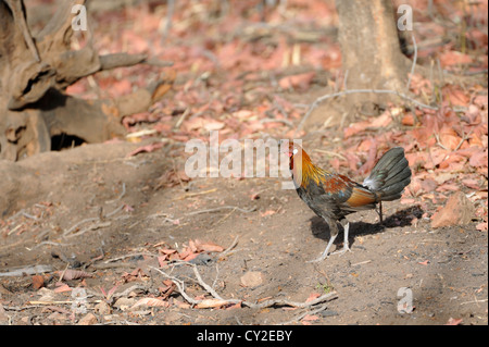 Red jungle fowl (Gallus gallus) in Bandhavgarh National Park, Madhya Pradesh, India Foto Stock