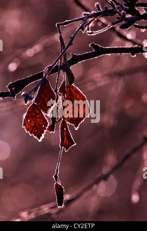 Brina è scintillante sull'avvizzimento delle foglie di un albero di betulla (Betula). Fotografia in bianco e nero, colore rosso. Foto Stock