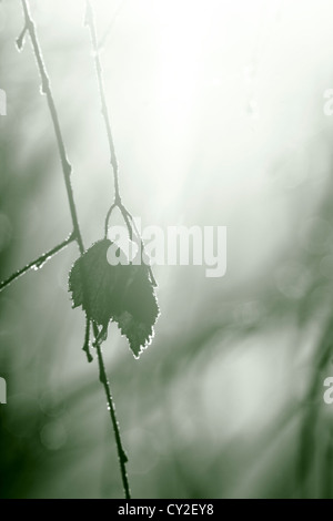 Brina è scintillante sull'avvizzimento delle foglie di un albero di betulla (Betula). Fotografia in bianco e nero, colore verde. Foto Stock