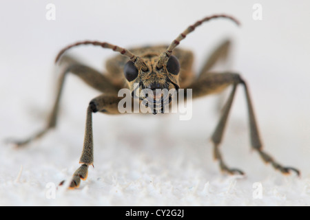 Longhorn beetle (Rhagium mordax, fam. Cerambycidae) Vaesternorrland, Svezia. Foto Stock