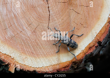 Blackspotted supporto pinza beetle (Rhagium mordax) su un registro abbattuto Foto Stock