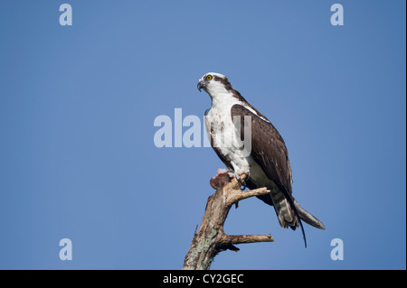 Osprey arroccato lungo le rive dell'Haines Creek fiume in Lake County Leesburg, Florida USA Foto Stock