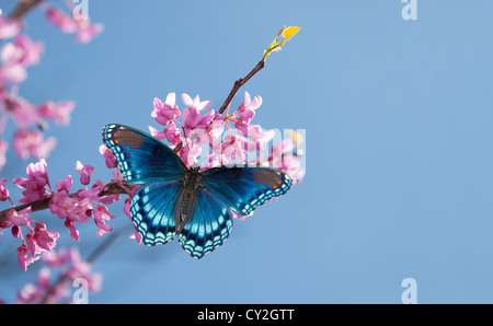 Eastern Redbud tree blooming, con un rosso porpora maculato Admiral butterfly nella luce del sole di mattina contro il cielo blu Foto Stock