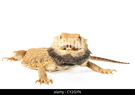 Drago barbuto su uno sfondo bianco. Foto Stock