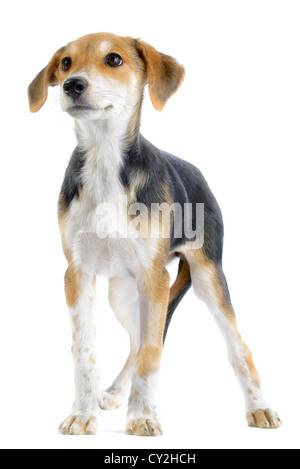 Border Collie/beagle (Canis lupus familiaris) mescolare cucciolo isolato su sfondo bianco Foto Stock