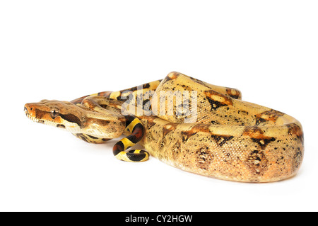 Red Tailed Boa su uno sfondo bianco. Foto Stock