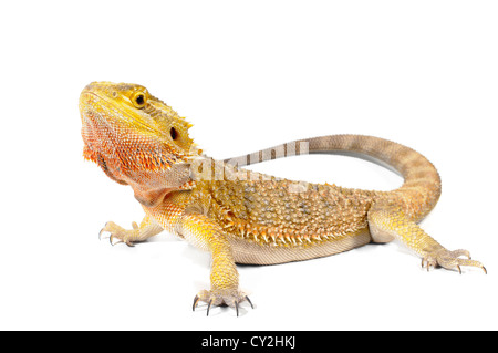 Drago barbuto su sfondo bianco. Foto Stock