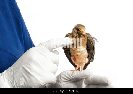 Un tecnico vetrinary esamina una colomba di fronte a uno sfondo bianco. Foto Stock