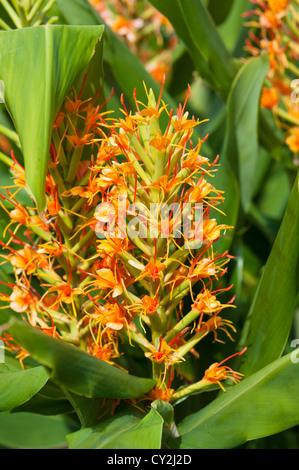 Hedychium ginger Lily, che mostra picchi di fiori Foto Stock