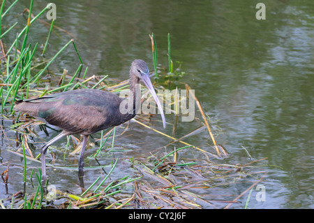 Ibis lucido caccia nella Florida Everglades National Park. Foto Stock