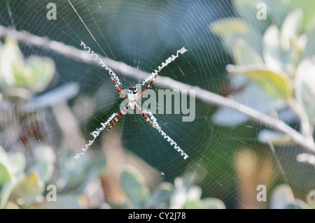 Close-up di seta dorata ragno nel Web. Foto Stock