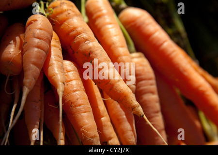 Le carote, il Mercato Agricolo, Montpelier, Vermont, USA Foto Stock