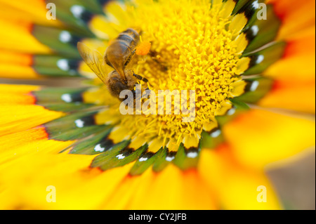 Il miele delle api su giardino gazinias Foto Stock