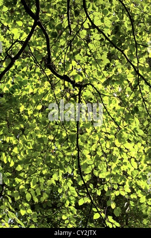 Soleggiato Faggio / Fagus sylvatica baldacchino. Sole attraverso le foglie. Crescita di baldacchino di albero, luce del sole che passa attraverso. Concetto di cattura del carbonio. Foto Stock