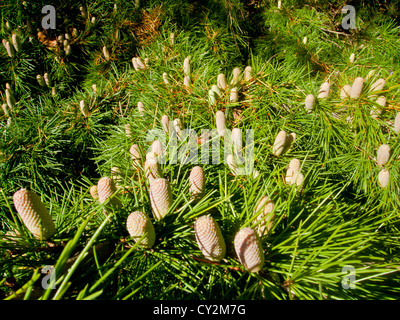 Il novellame di abete coni crescono su un albero di abete rosso Foto Stock